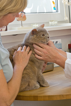 Eine Katze mit Vergiftungssymptomen wird untersucht