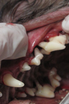 Freiliegende Zahnwurzeln aufgrund einer Paradontoseerkrankung beim Hund