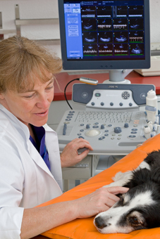 Dr. Höch bei der Ultraschalluntersuchung eines Hundes