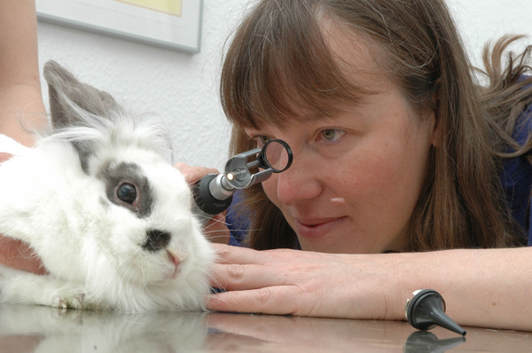 Tierärztin Dr. Höch untersucht das Auge eines Kaninchens